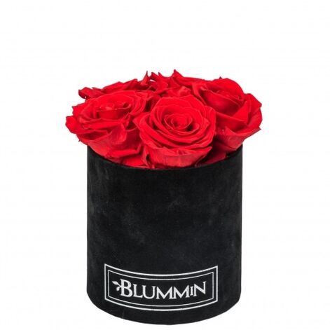 MIDI BLUMMiN - musta samettilaatikko, jossa 5 VIBRANT PUNAISET ruusut, NUKKUVAT ruusut